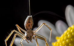 飞翔的蜘蛛可以从空气中的电荷中获得线索