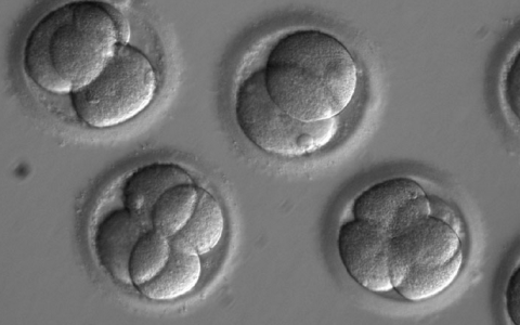 CRISPR对人类胚胎的编辑是有效的 但批评者仍对此表示怀疑