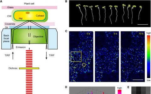 单粒子跟踪量化的膜蛋白动力学在活着的植物细胞
