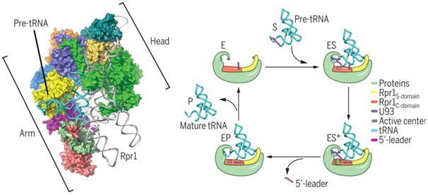 中国科学家从结构上揭示酵母核糖核酸酶P加工tRNA前体机制