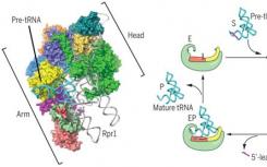 中国科学家从结构上揭示酵母核糖核酸酶P加工tRNA前体机制
