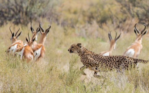 较慢的速度狡猾的转身给猎物一个机会对抗猎豹和狮子