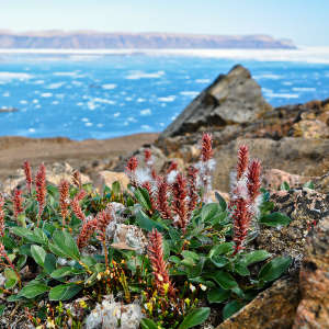 了解冻土带上的植被变化可以改善对气候变化影响的预测