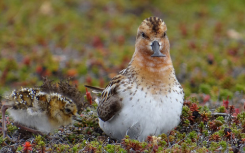 气候变化可能使北极地区的幼滨鸟更容易死亡
