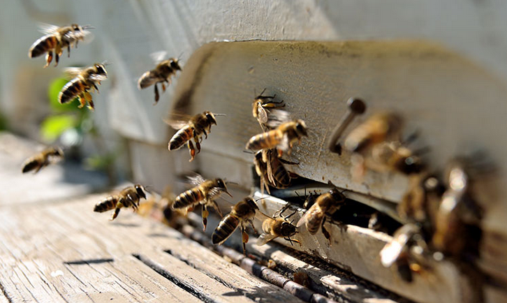 蜜蜂如何防御一些有争议的杀虫剂