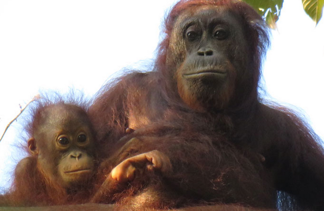 在婆罗洲狩猎是濒危猩猩面临的主要威胁