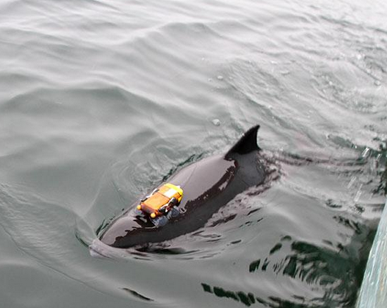 船舶噪音会干扰海豚进食时间