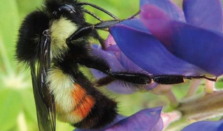科学家证实了随着人为活动增加蜜蜂多样性和丰富性下降