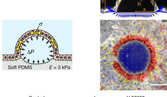 研究人员发现细胞有时有超弹性特性