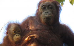 在婆罗洲狩猎是濒危猩猩面临的主要威胁