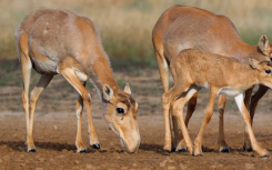 这就是为什么这么多的西加羚羊在2015年神秘地死去