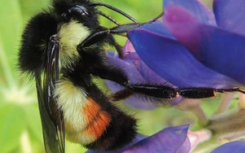科学家证实了随着人为活动增加蜜蜂多样性和丰富性下降