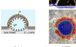 研究人员发现细胞有时有超弹性特性