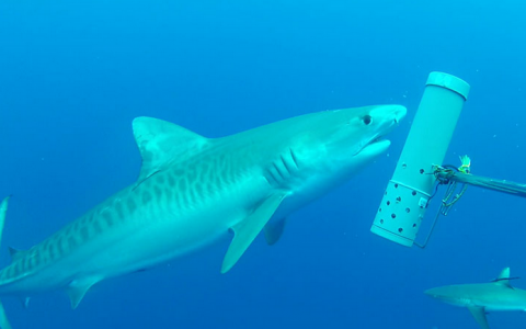 下面是如何利用DNA找到难以捉摸的鲨鱼的方法
