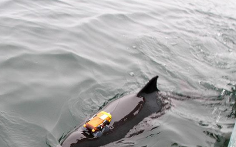 船舶噪音会干扰海豚进食时间