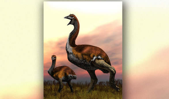 这是世界上最大的鸟 它重达一只恐龙