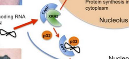 rna蛋白质网络或许可以解释为什么会长黑色素瘤