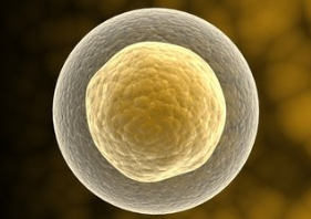 性别差异中发现的干细胞