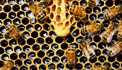 蜜蜂面临寨卡病毒杀虫剂
