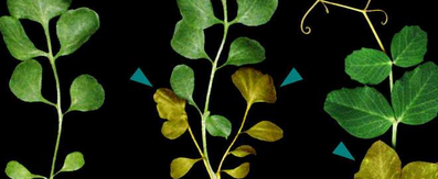 科学家确定蛋白质控制叶生长和形状