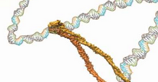 环状DNA蛋白质复杂的争论