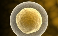 性别差异中发现的干细胞