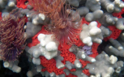 疱疹病毒造成珊瑚礁