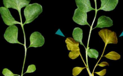 科学家确定蛋白质控制叶生长和形状