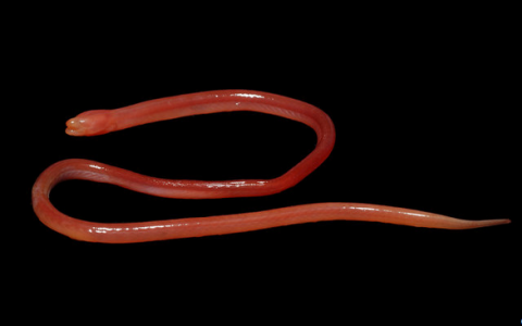 盲目的沼泽鳗鱼通过其血红色的皮肤呼吸