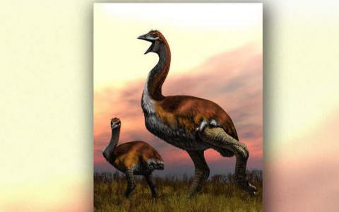 这是世界上最大的鸟 它重达一只恐龙
