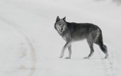 美众议院通过法案放弃法律保护灰狼