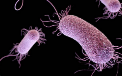 一种新的抗生素使用狡猾的策略来杀死耐药超级细菌