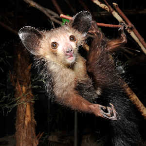 对化石牙齿的分析引发了对狐猴到达马达加斯加的新见解