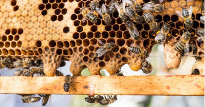 蜜蜂的蜂王浆也可能是婴儿胶水