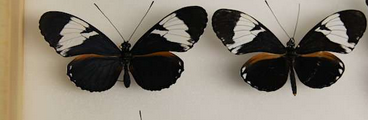 一个关于蝴蝶翅膀的颜色变化的基因