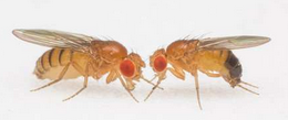 肠道细菌影响果蝇的运动