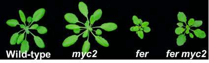 植物蛋白Feronia防止细菌的攻击者