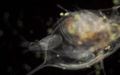 水蚤的诞生在“小世界”视频中引起轰动