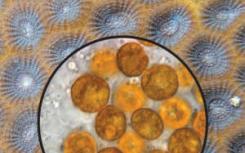 自恐龙时代以来 珊瑚和微藻一直在一起