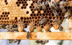 蜜蜂的蜂王浆也可能是婴儿胶水