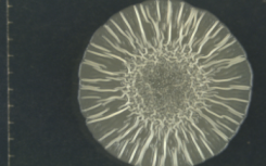 icky，粘性细菌生物膜的秘密在于微生物的纤维素