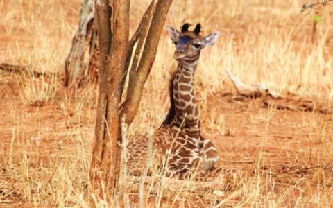 妈妈长颈鹿的斑点模式被传染给了他们的婴儿
