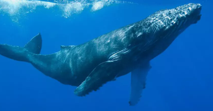 EARWAX揭示了人类如何改变鲸鱼的生命