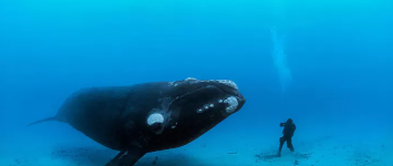 用无人机收集鲸鱼鼻涕