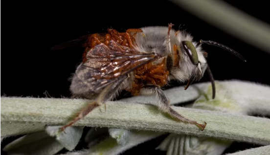 寻找爱情的蜜蜂穿着寄生甲虫幼虫的“背心”