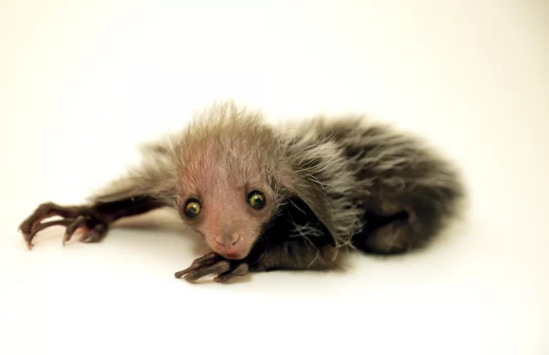 濒临灭绝的狐猴新生儿是如此丑陋它很可爱