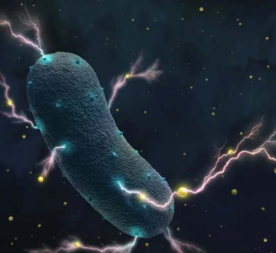 肠道中的细菌产生电力
