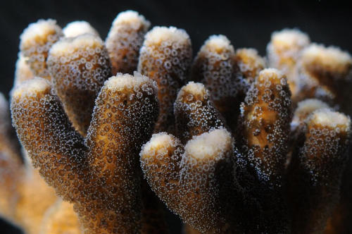 珊瑚重新调整基因以适应二氧化碳的增加
