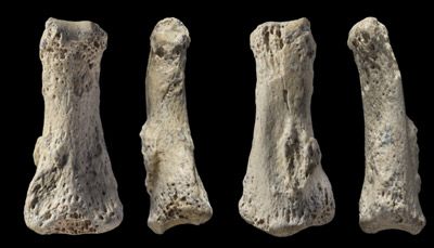 阿拉伯的第一个人类化石发现了
