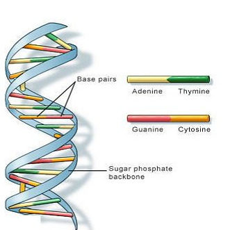科学家收集所有已知物种的“DNA条形码”